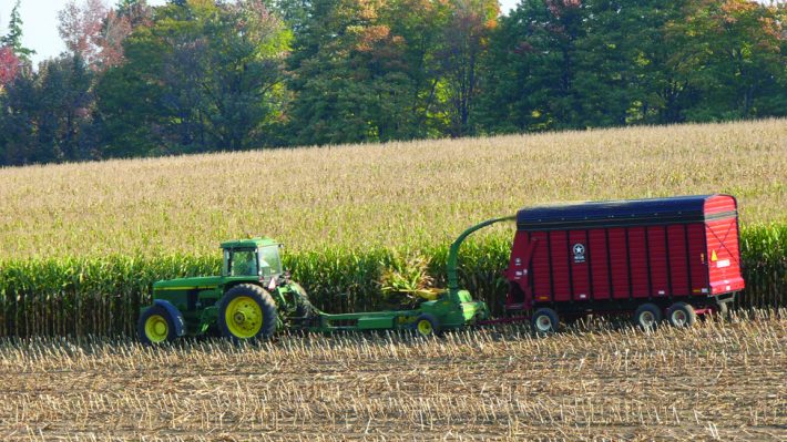 Forage Options to Replace Silage Corn