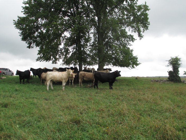 Slowing down the rotation protects pasture yield