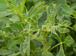 Pest Alert: Alfalfa weevil and leafhopper numbers high