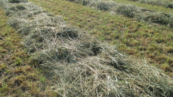 Moisture Content and the Hay Drying Curve