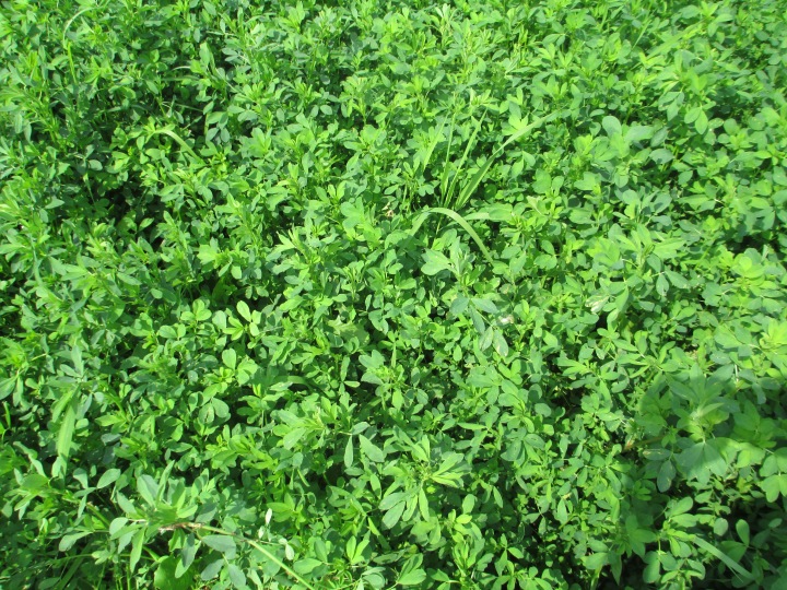 Is the yield potential of alfalfa increasing?