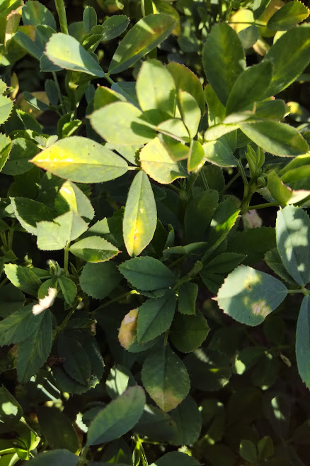 Potato Leafhopper in Alfalfa