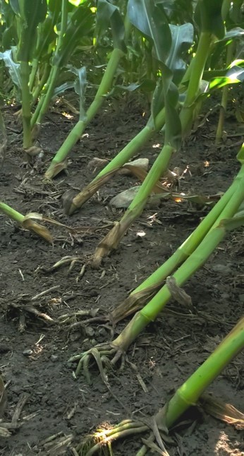 Protect your feed supply with crop rotation and corn hybrid selection