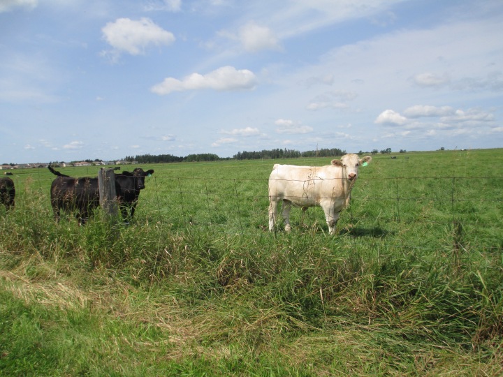 We’re Hiring! Summer Research Assistant – Grazing