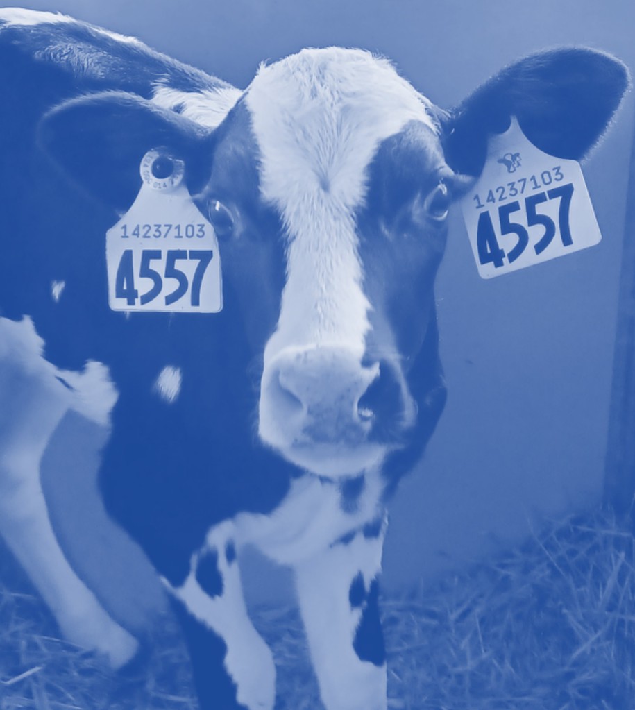 Image of a nose of a Holstein calf with text overtop. Text reads "A calf's microbiome is established very early in life." 