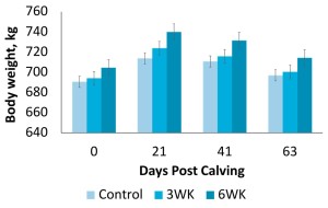 Post-calving body weights of cows fed 120% of metabolizable energy requirements for 3 or 6 wks prior to calving relative to controls fed 100% of metabolizable energy requirements. 